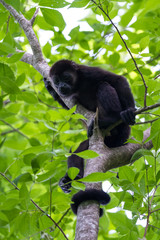 Howler monkey in Costa Rica