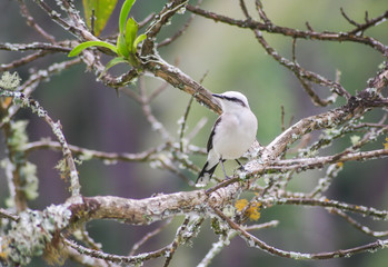 white bird on tree