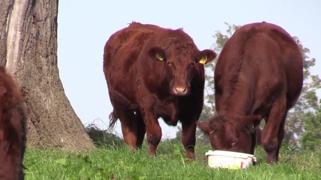 Red cow licking mineral bucket