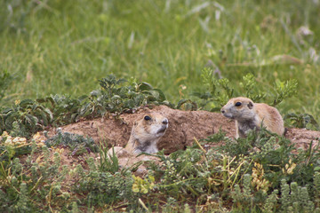 PrairieDogs