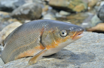 Fish (Leuciscus brandti) 7