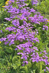 Obraz premium Primrose 3