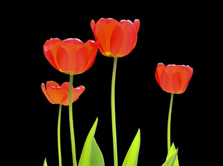 Tulips 17