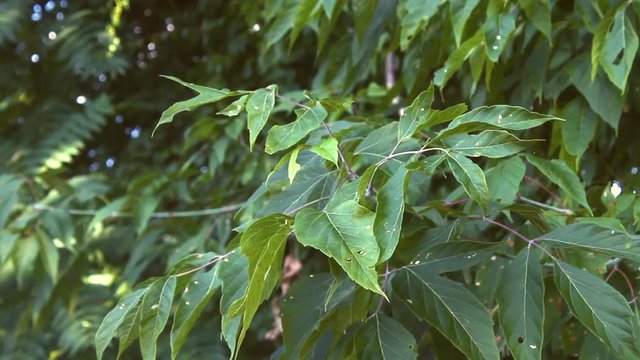 Tree Plant Shaking in Pennsylvania
