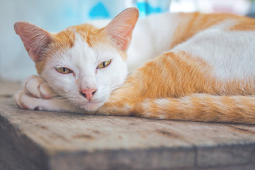 White Cat Orange lying on a wooden table and turned to look at the camera.