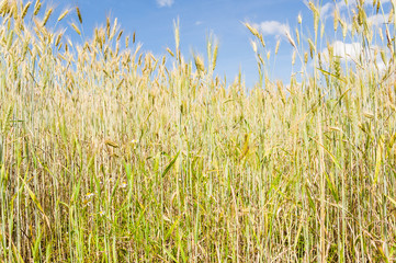 The rye crop on the field on the background of blue sky