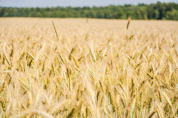 The rye crop on the field