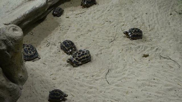Terrestrial turtle colony in captivity