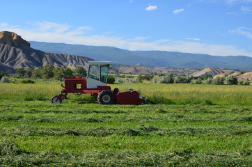 Swather cutting grass hay