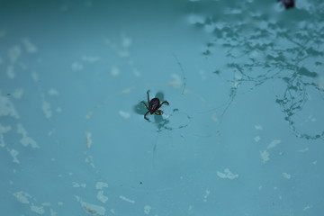 Dog Ticks with white dog's hair in water green bowl