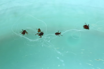Dog Ticks with white dog's hair in water green bowl