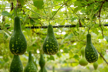 Close-up detail of multiple spotted green gourds hanging off the vines supported on a trellis,...
