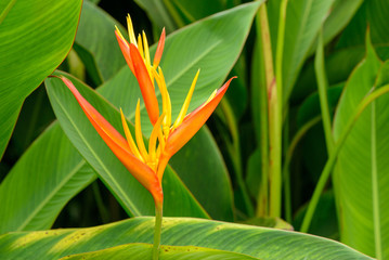 Close-up detail of a the flowers of a false bird-of-paradise plant, also known as a parakeet flower (Heliconia psittacorum), with large green leaves in the background. Travel and nature concept.
