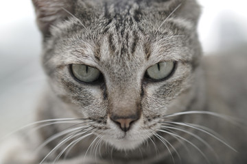 Cat Laying on the stairs