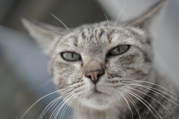 Cat Laying on the stairs