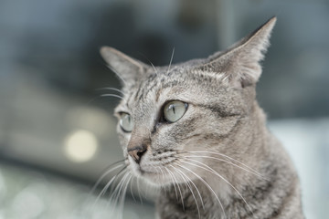 Cat Laying on the stairs, Close Up