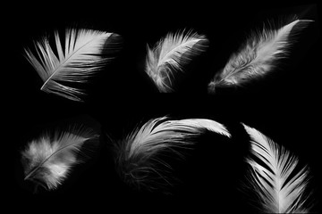 Obraz premium collection white feather on black background