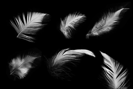 collection white feather on black background