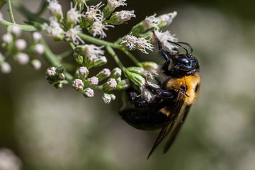 Honeybee