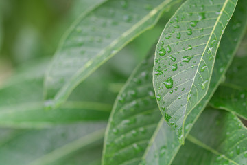 Water drop and green leaf texture background