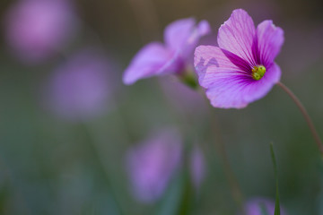 Wood Sorrel