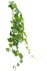 green leaves, vine plant climbing on white background, clipping path.