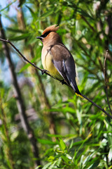 A Cedar Waxwing bird sitting on a branch