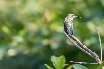 Hummingbird