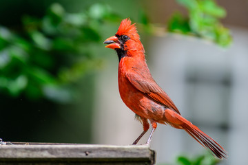 Northern cardinal