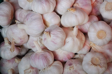 Lots of common fresh Garlic background.