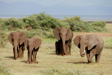 Herd of Elephants