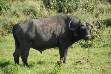 Buffalo in the Wild