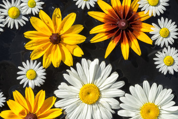 White and yellow garden flowers chamomilies and rudbeckia float on the black surface of the water as a background