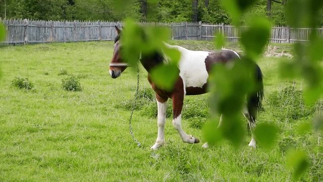  Young horse walks along the green grass on the meadow, stallion color spotted tobiano