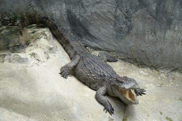 Image of a Crocodile opened mouth and eyes Resting In A Crocodiles Farm