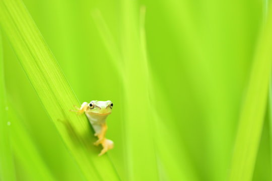 草にとまるアマガエル、緑色ボケ背景