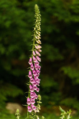 Foxglove purple wild flower against dark green tree