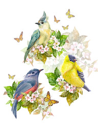 pretty collection of birds on apple blossom and butterflies. watercolor painting