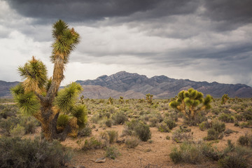 Stormy Day in Southern Nevada