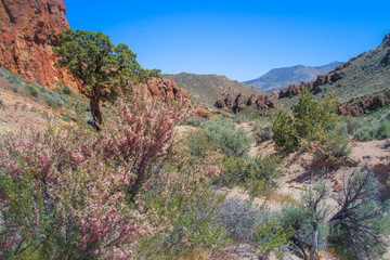 Redrocks and Desert Peach