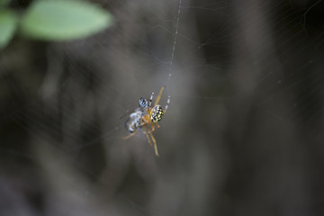 A spider eats a fly caught in a web in the forest 