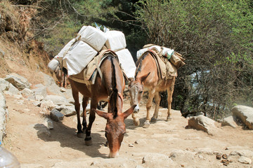 Yak carrying supplies up everest basecamp trail