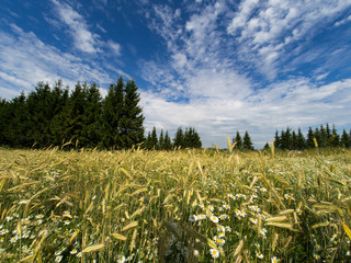 Wheat field and countryside scenery, august, 2017. Wheat is a grass widely cultivated for its seed,...