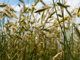 Wheat field and countryside scenery, august, 2017. Wheat is a grass widely cultivated for its seed,...