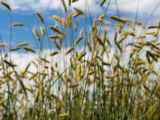 Wheat field and countryside scenery, august, 2017. Wheat is a grass widely cultivated for its seed, a cereal grain which is a worldwide staple food.