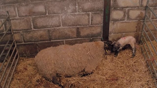 Sheep ewe licks her lamb after giving birth in barn, she does this in order to claim it as her own and form the bond a perant has with their offspring.