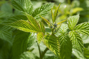 Raspberry flower bud and green leaves.