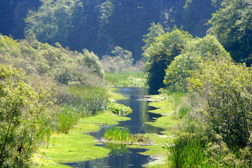 River with moss overgrowth