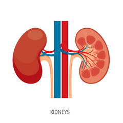 Cross Section Of Kidneys, Human Internal Organ Diagram, Physiology, Structure, Medical Profession, Morphology, Healthy