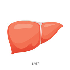 Liver, Human Internal Organ Diagram, Physiology, Structure, Medical Profession, Morphology, Healthy